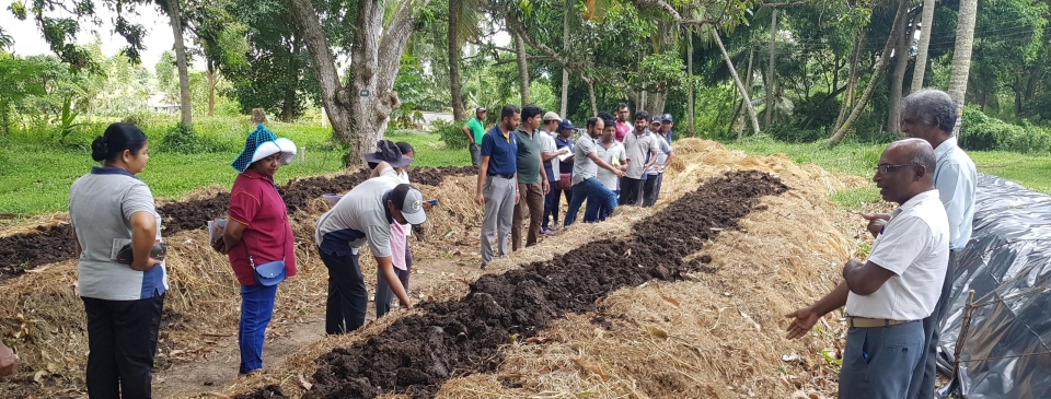 Transformer le paysage rizicole : La FAO forme 289 vulgarisateurs agricoles au Sri Lanka